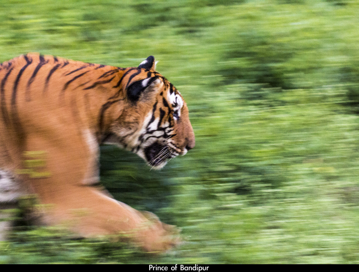 Prince of Bandipur 0231