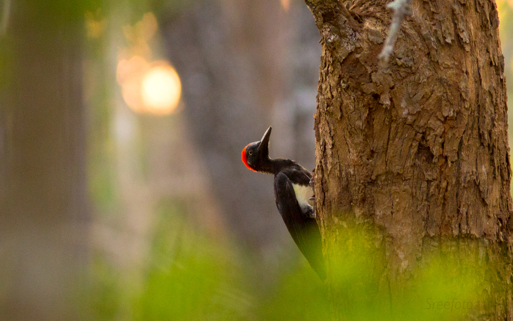 Drummer of Kabini White bellied Woodpecker 5144