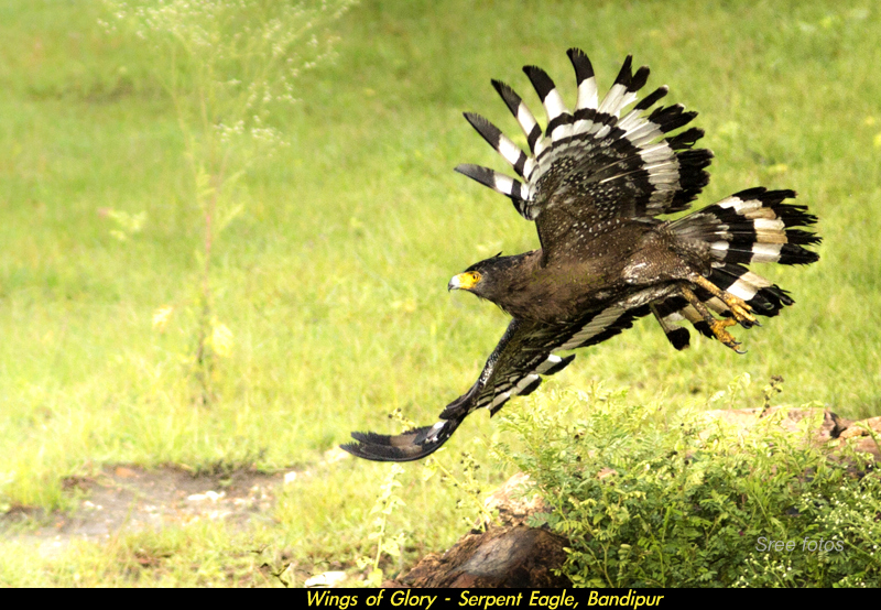 Serpent Eagle