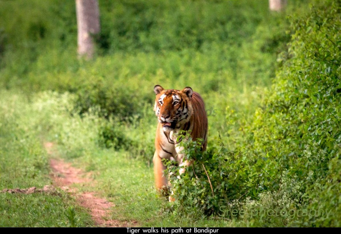 Tiger at Bandipur