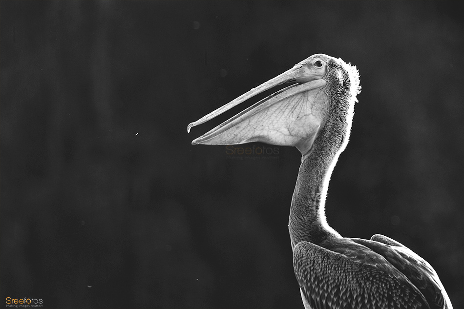 Pelican 0414bw2