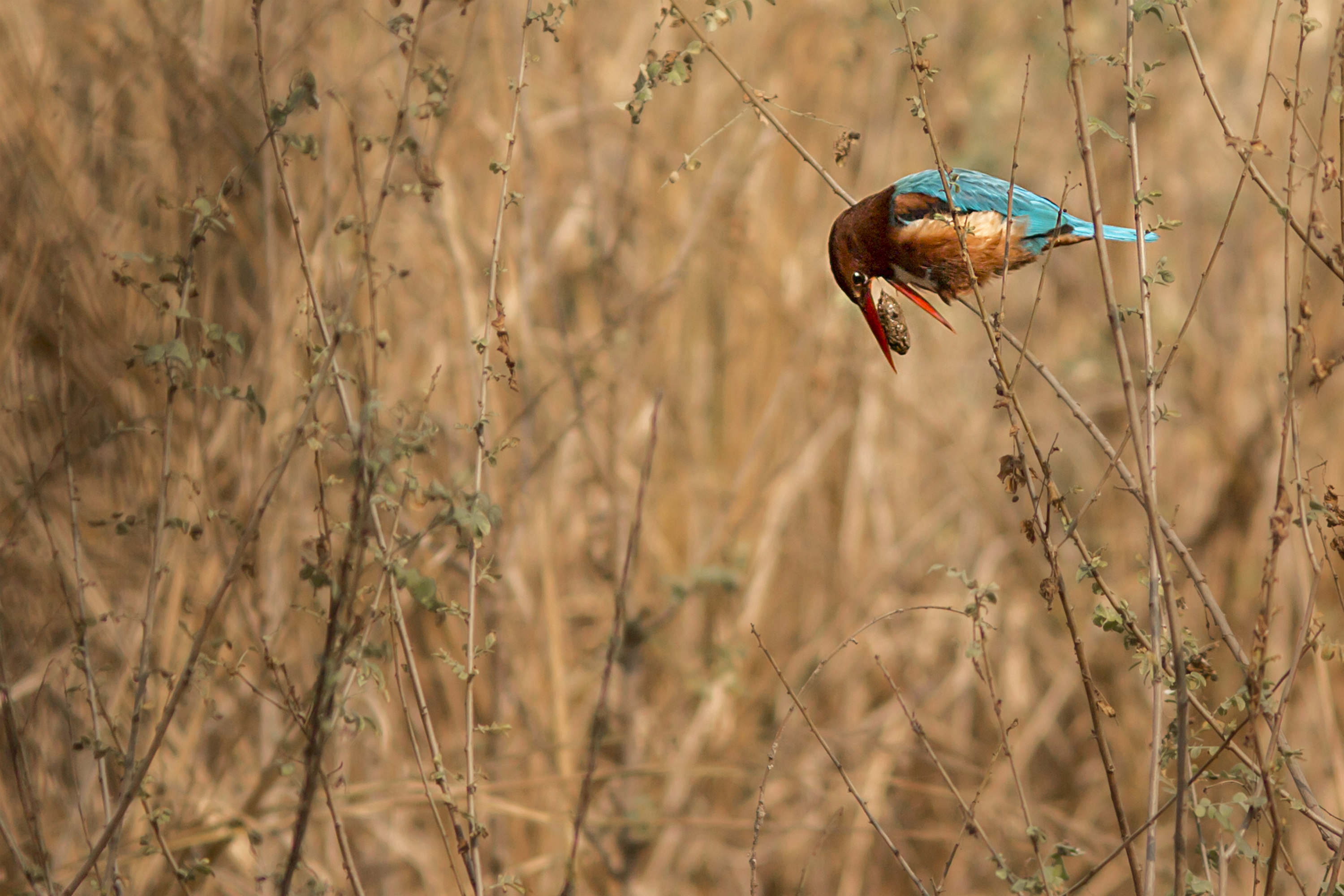 SR 3412Kingfisher