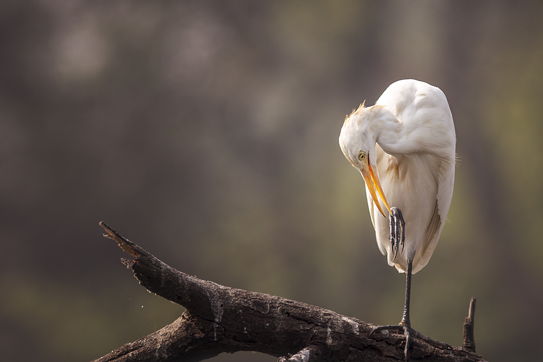 SR 9392TPreening in the winter evening