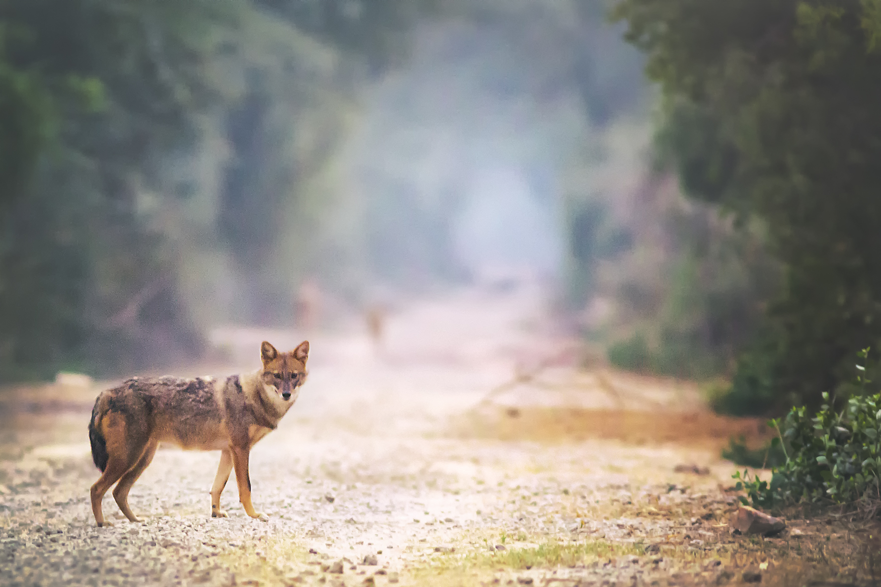 SR 9672 jackal