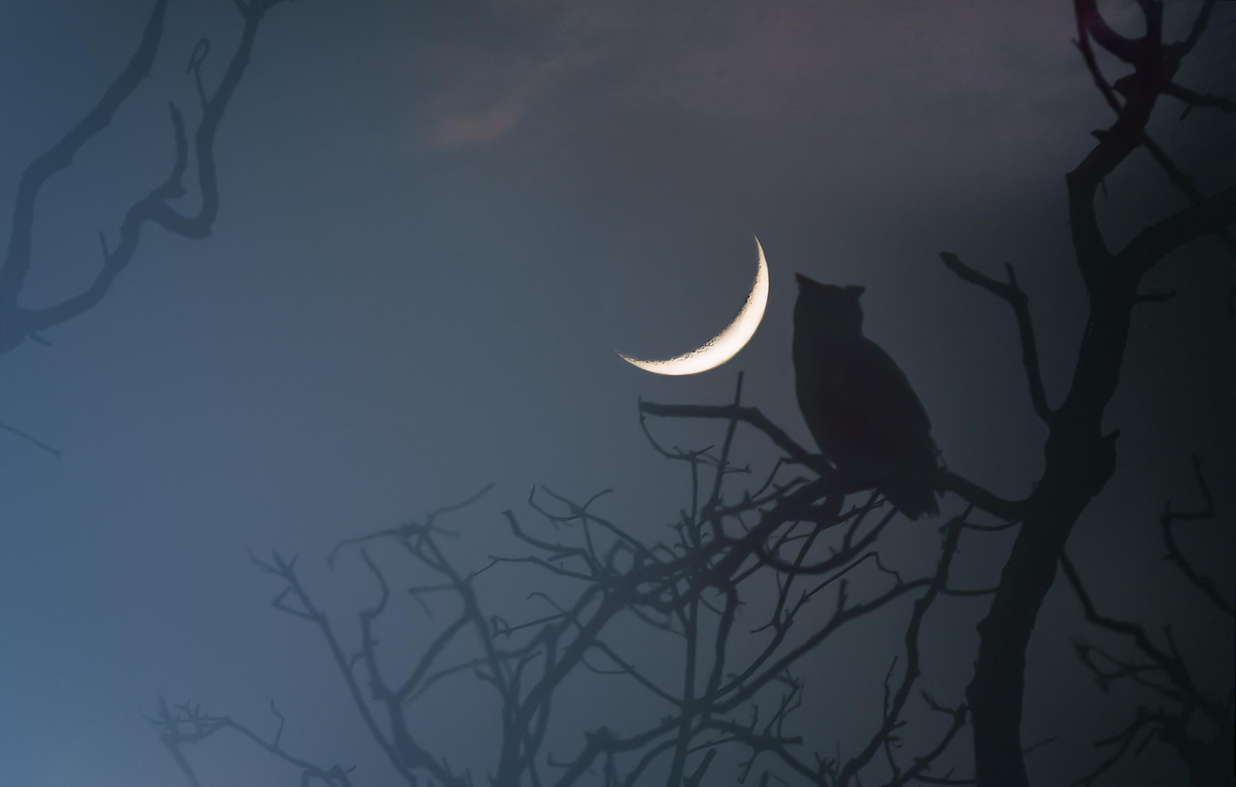 SR 9722T Dusky eagle Owl
