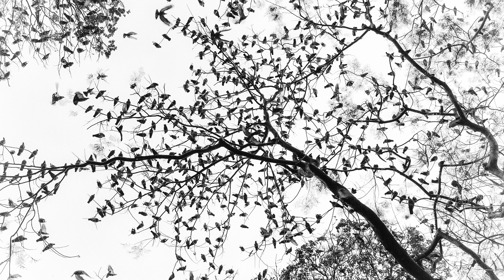 TreeofLife final43A7317 1 2 copy