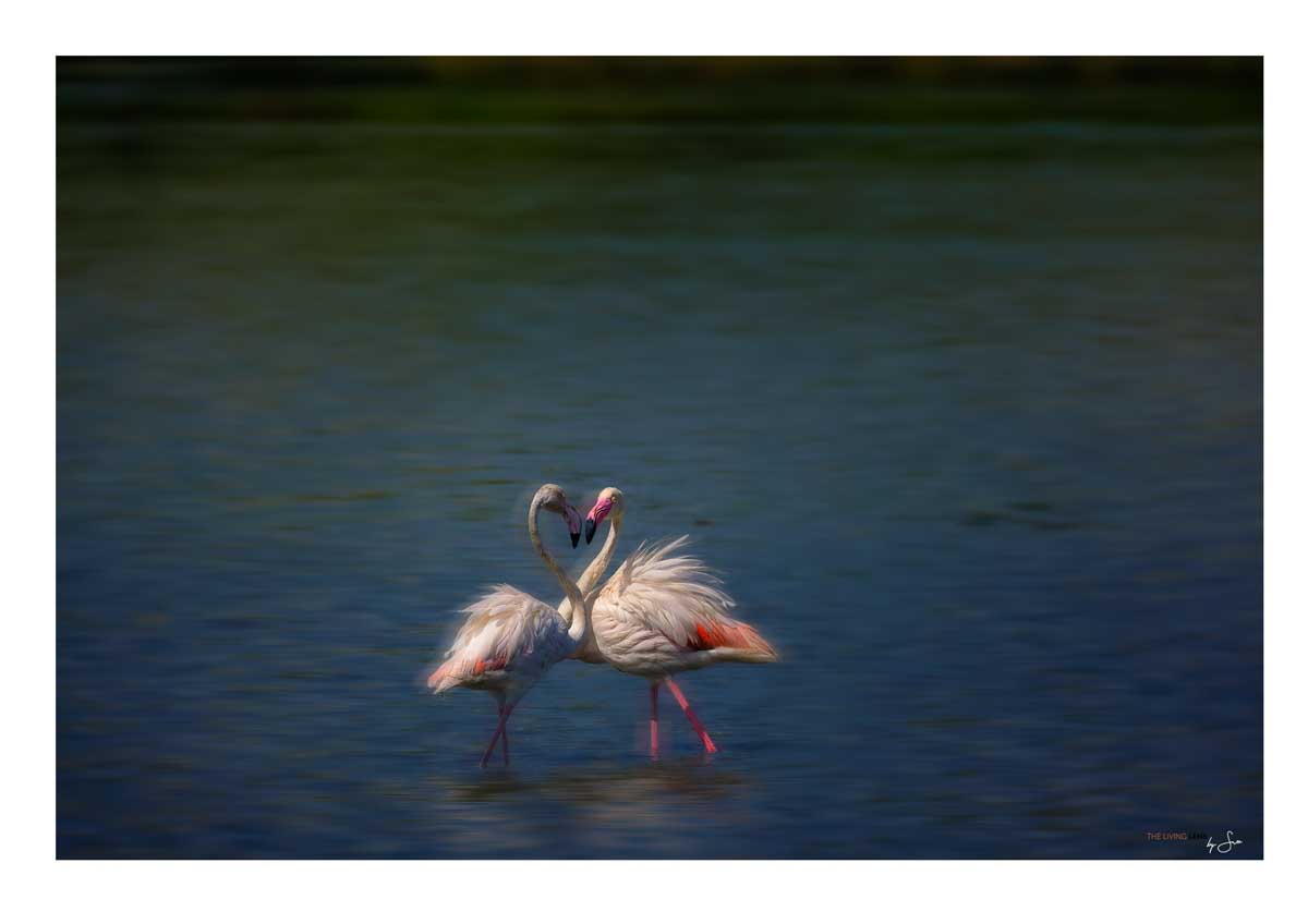 2 flamingos