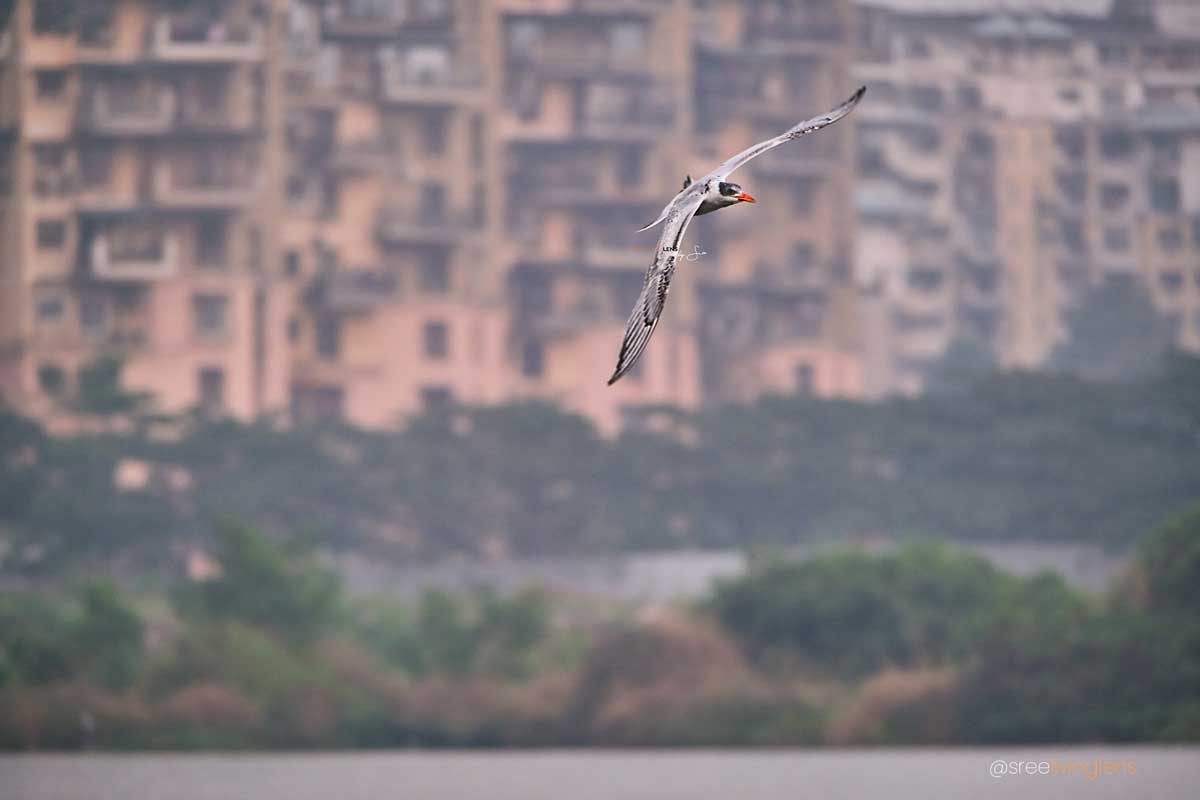 Caspian Tern at NRIKRIS2446