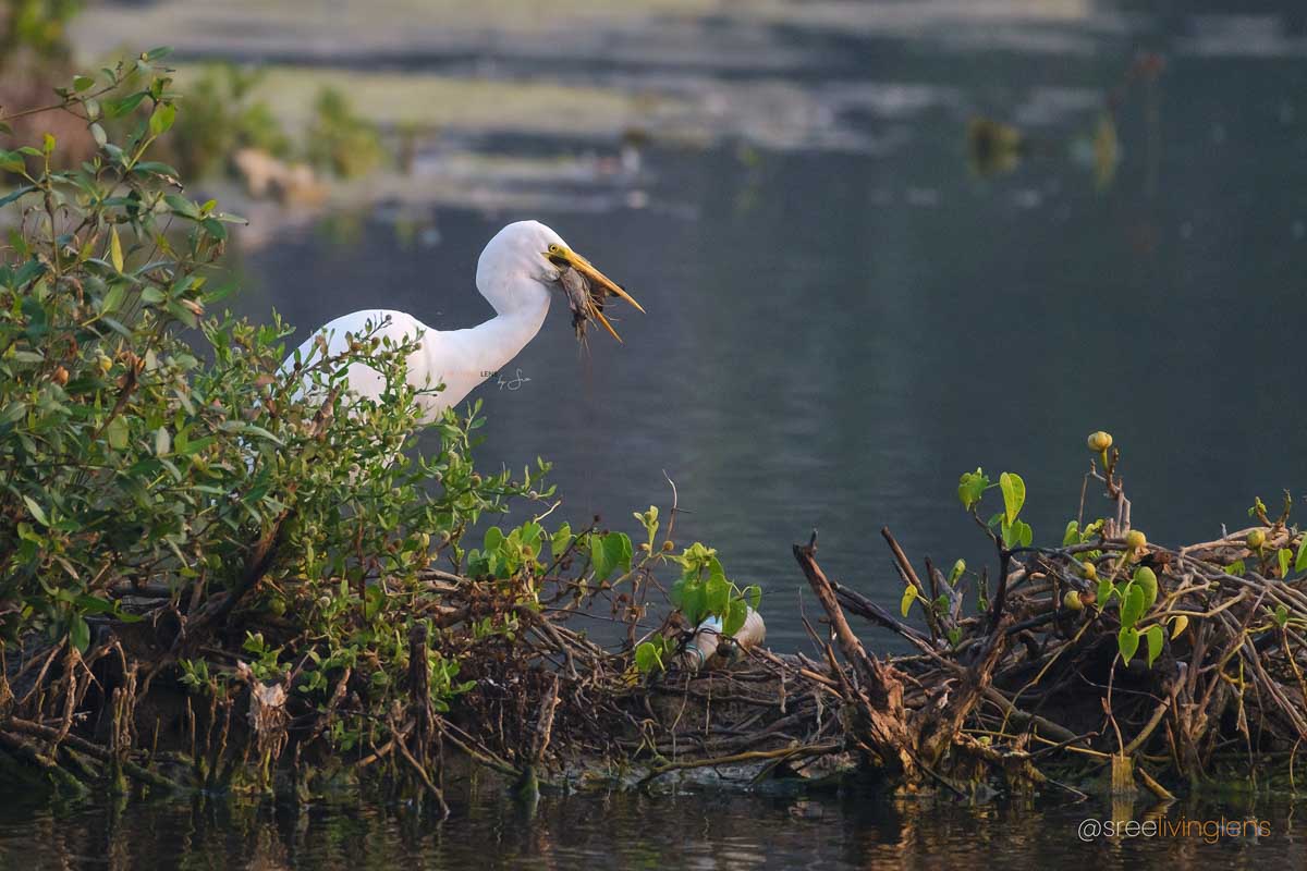 KRIS0996 2Greater egret with lobster