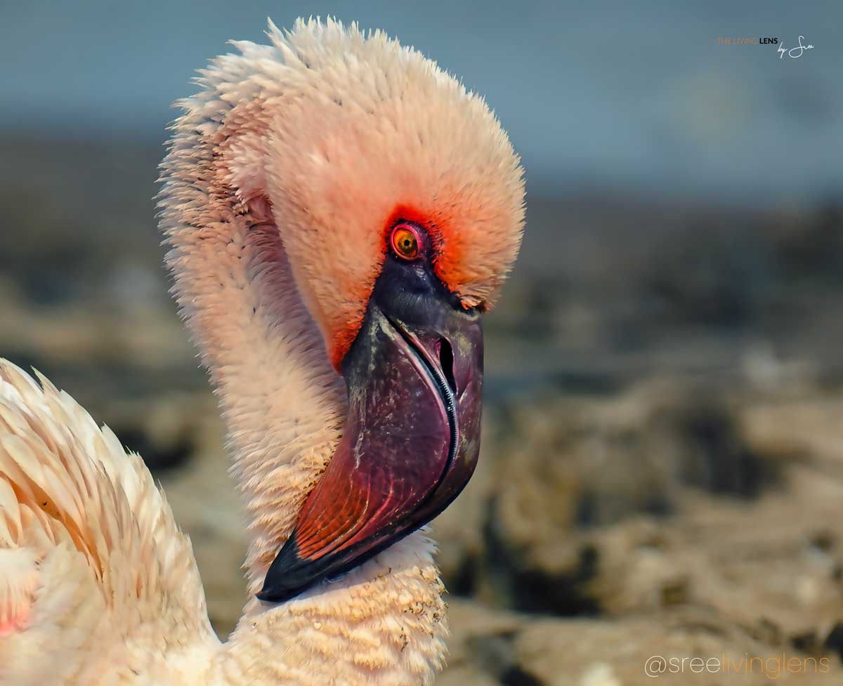 KRS00493lonely flamingoClose Up