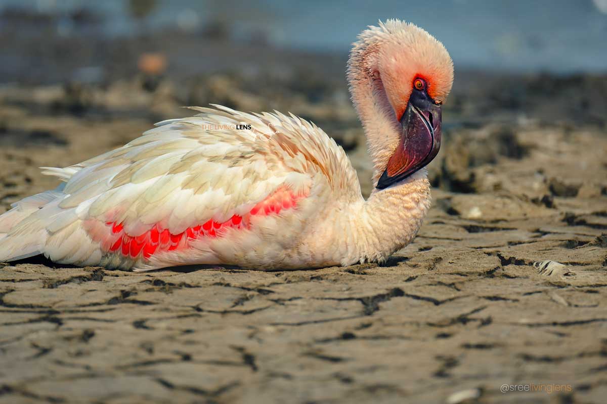 KRS00493lonely flamingo