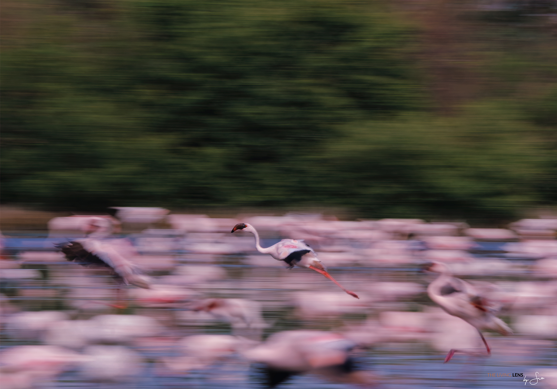 Sreekumar Krishnan Lesserflamingos SeawoodsNaviMumbai KRIS3356