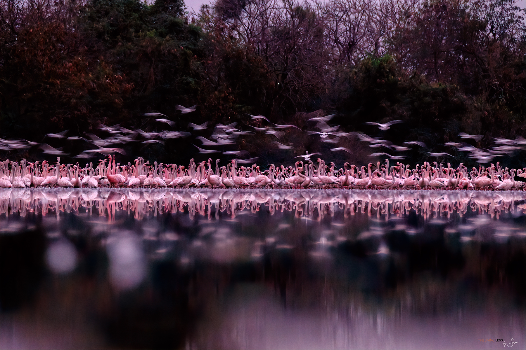 Sreekumar Krishnan Lesserflamingos takingoffNaviMumbai KRIS3356