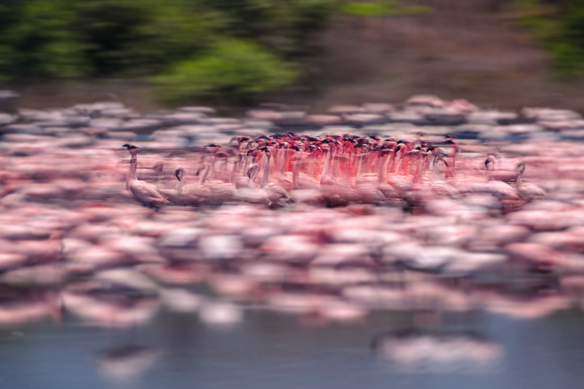 The March of time show of Lesser Flamingos courtship Behaviour NaviMumbai Sreekumar Krishnan KRIS7918