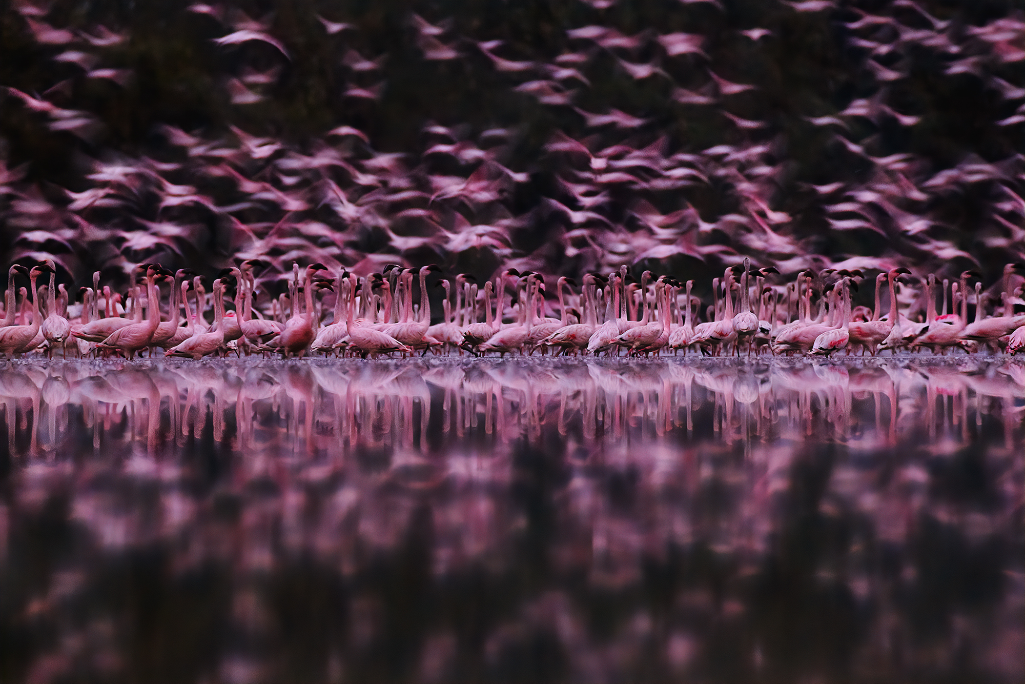 When the water and the skies become Pink Art in Nature NaviMumbai Sreekumar Krishnan KRS01452