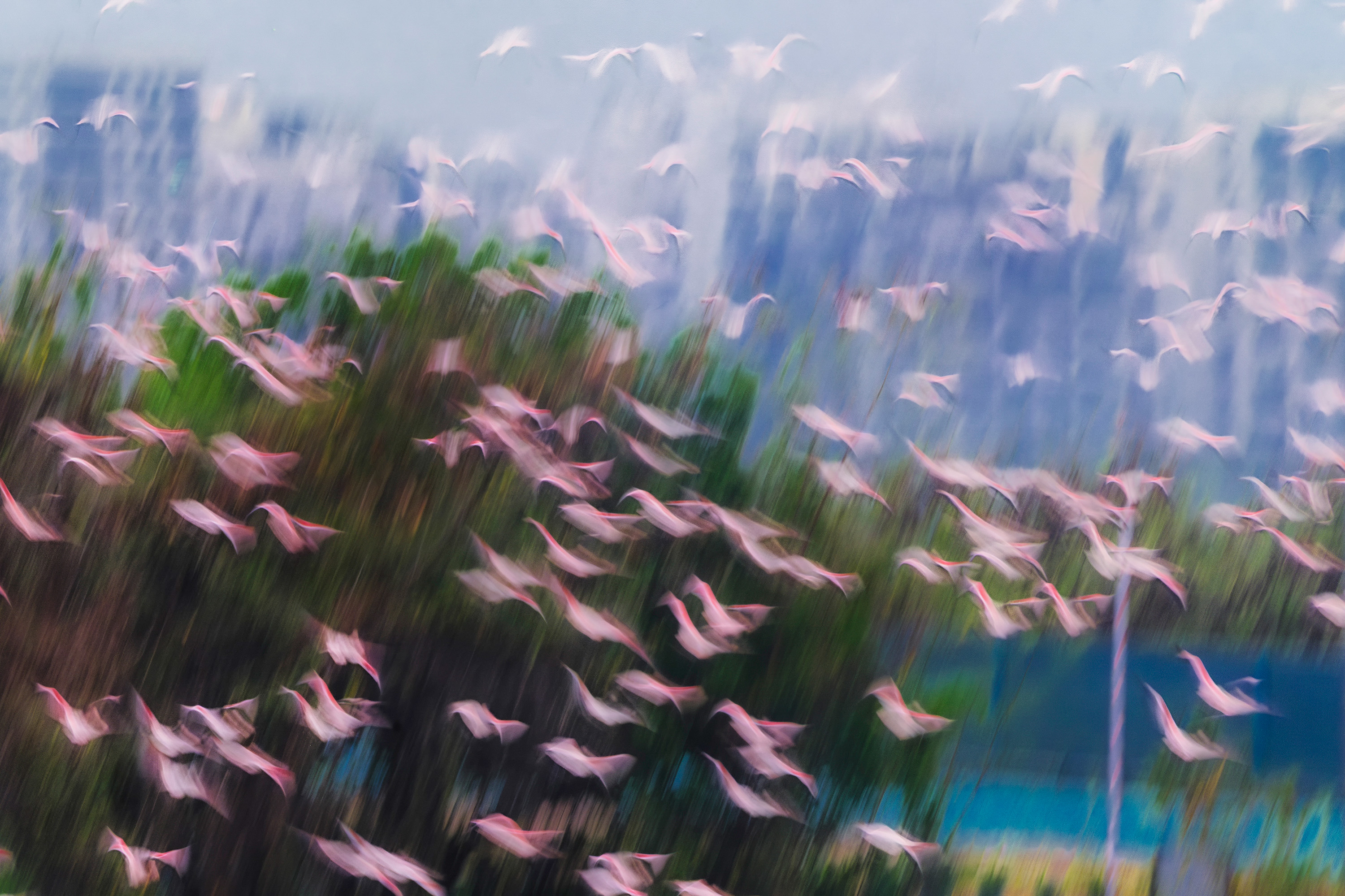 Flamingos paints the air