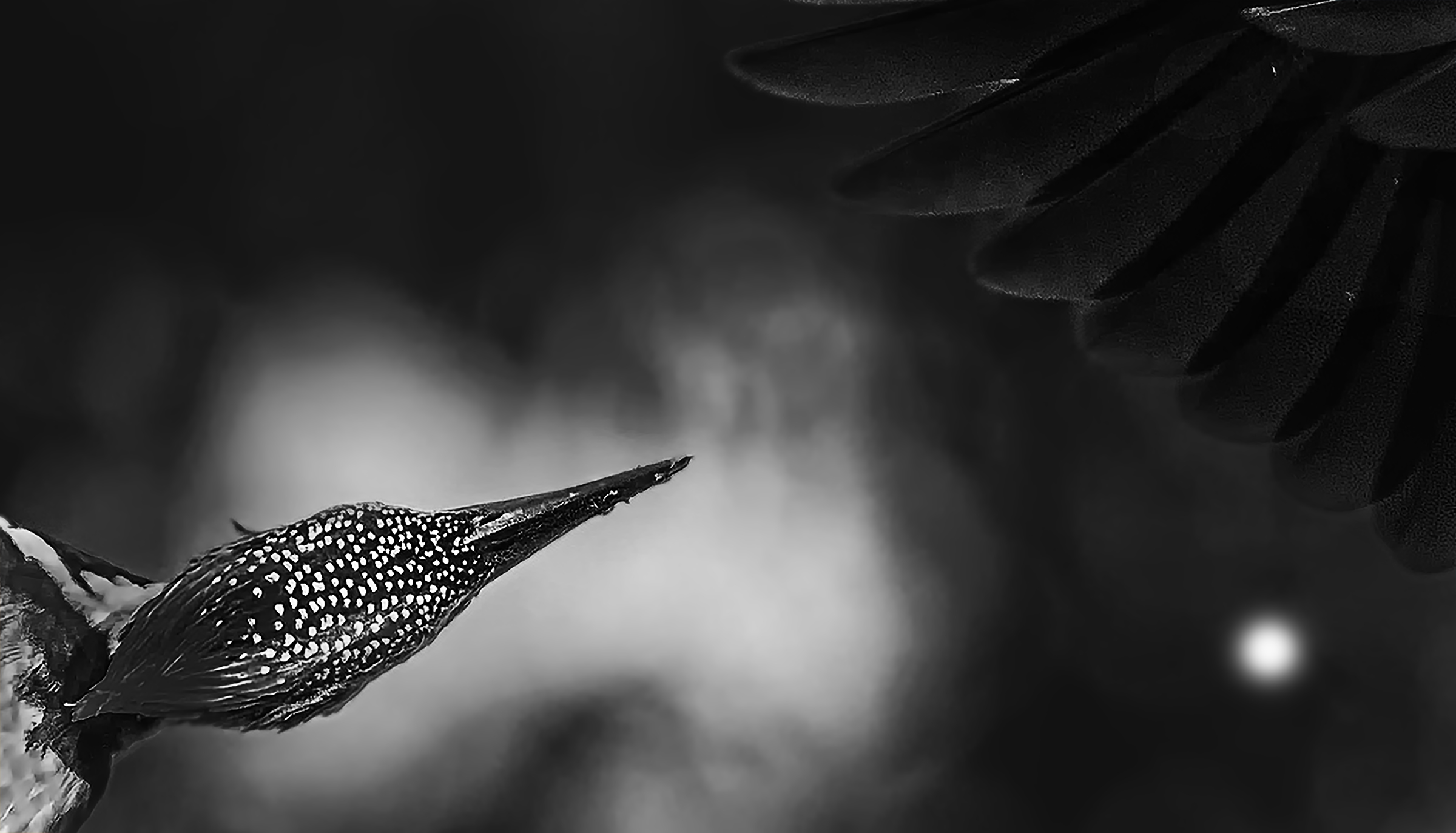Krishnan Sreekumar woodpecker fends the drongo