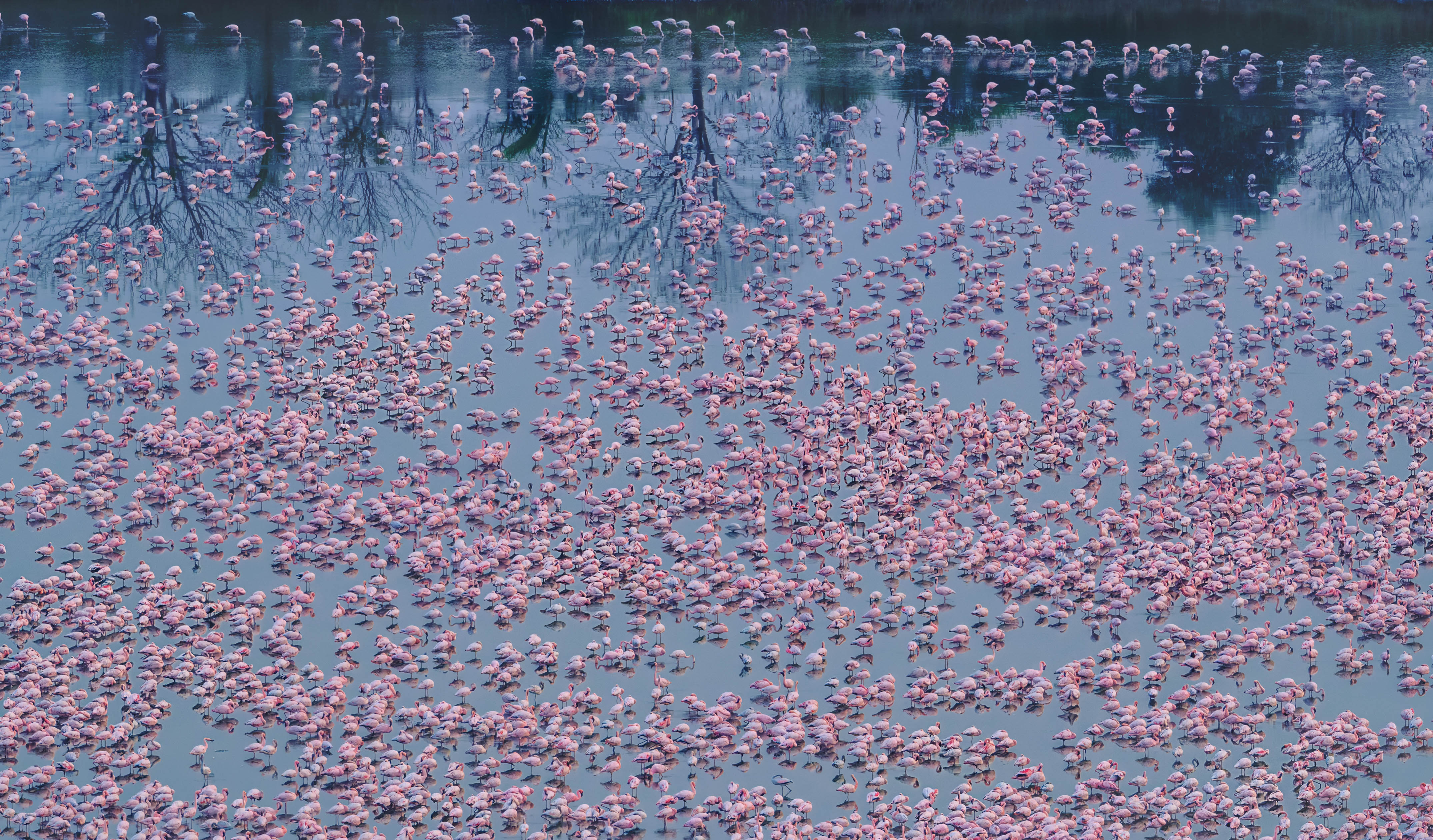 Pink flowers of the lake - flamingos in Navi Mumbai