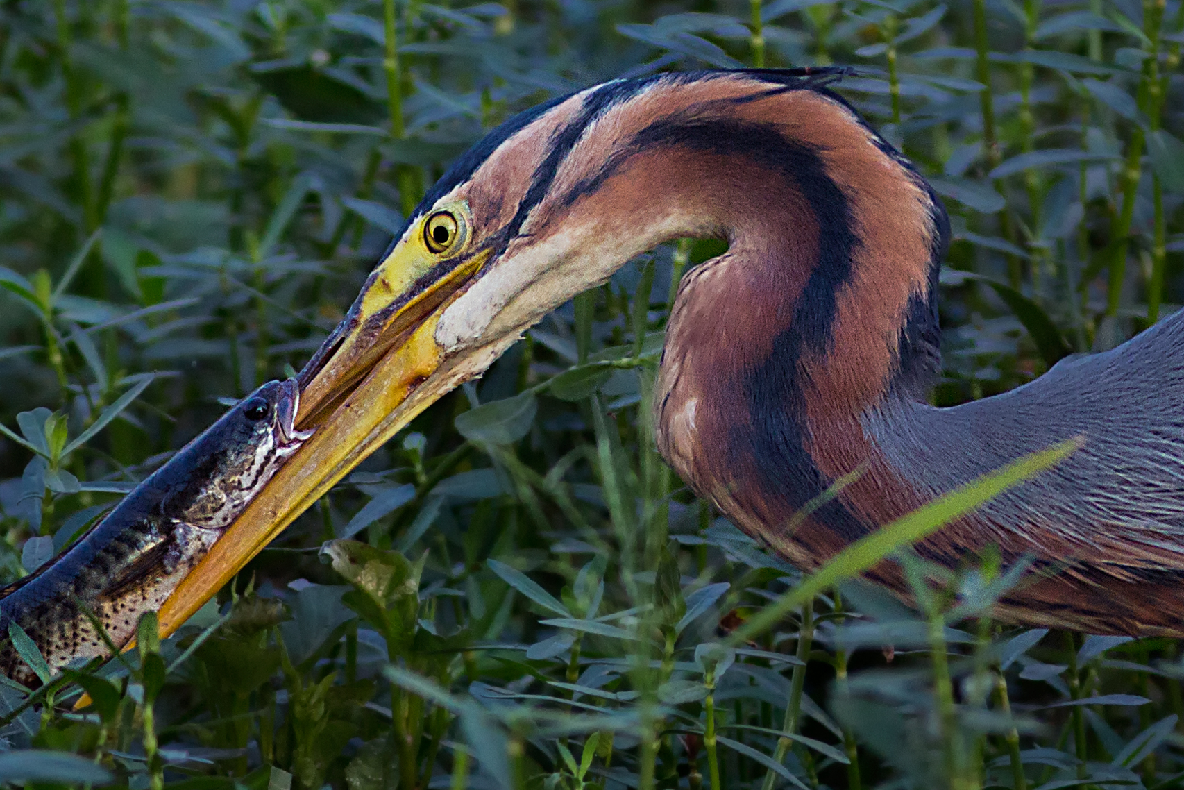 43A0667 Blue heron