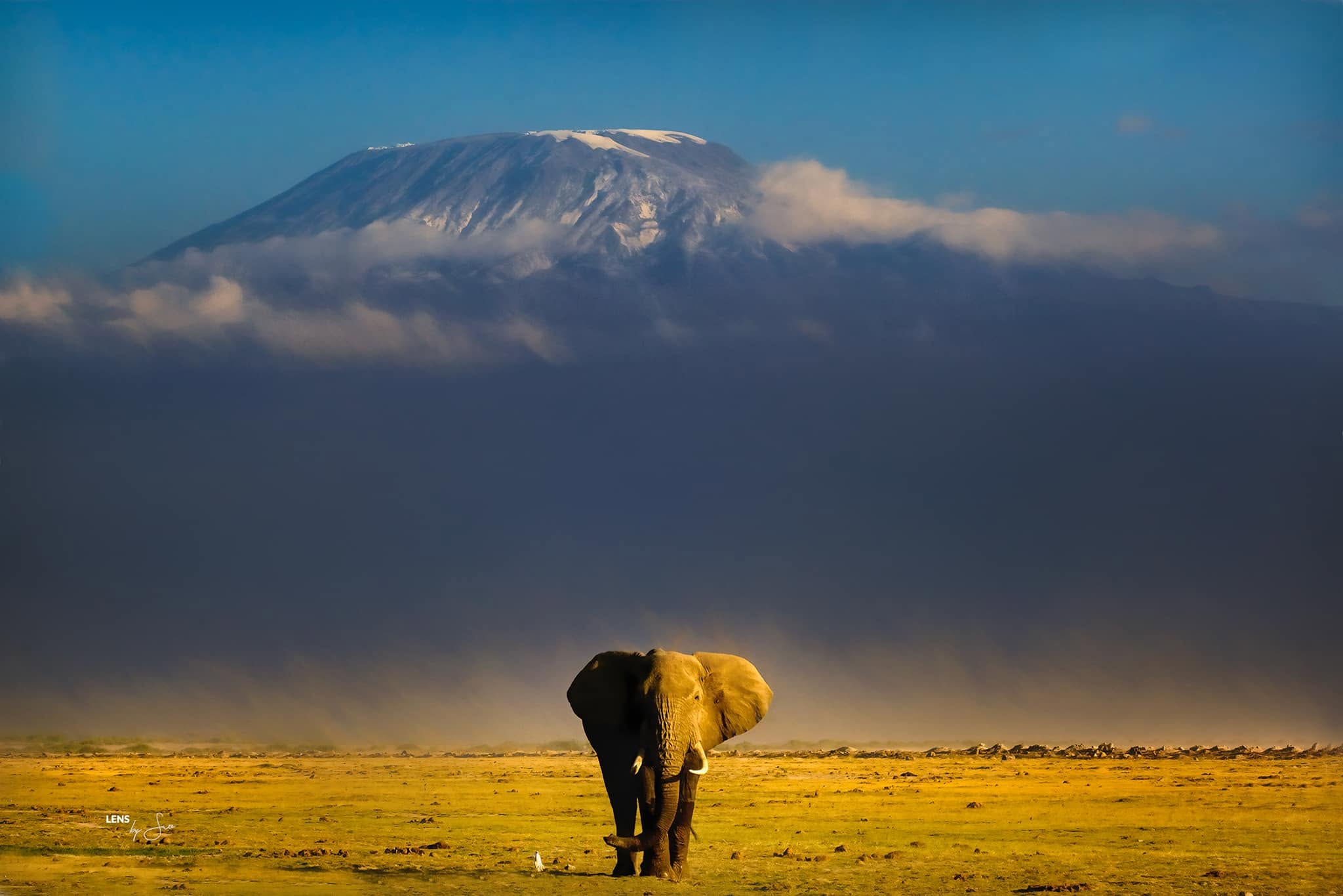 Kilimanjaro Giants