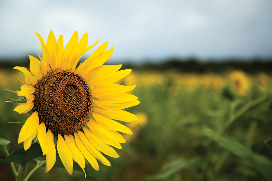 Sunflowers