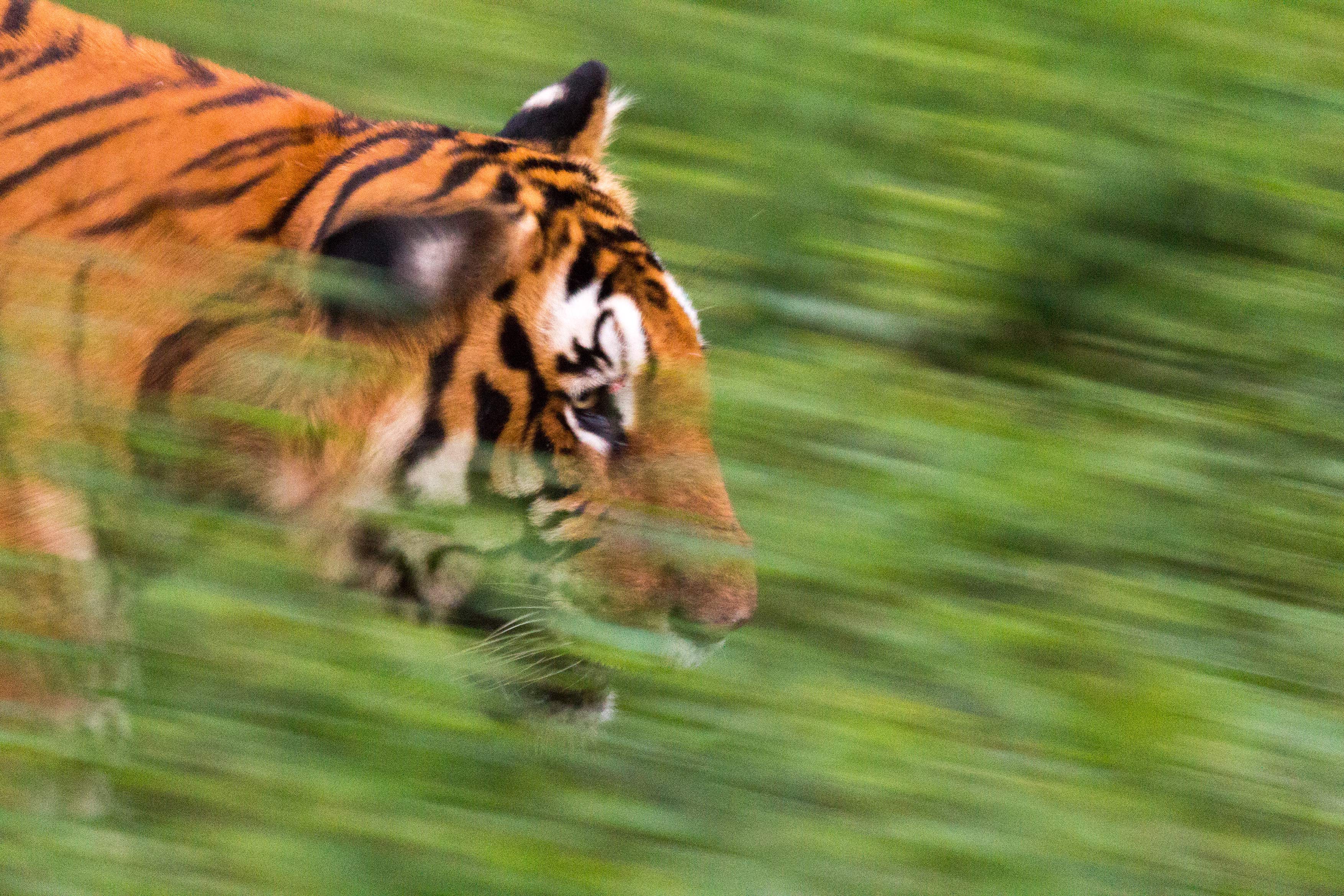 TigerOnTheMove Pan Sree MG 0230