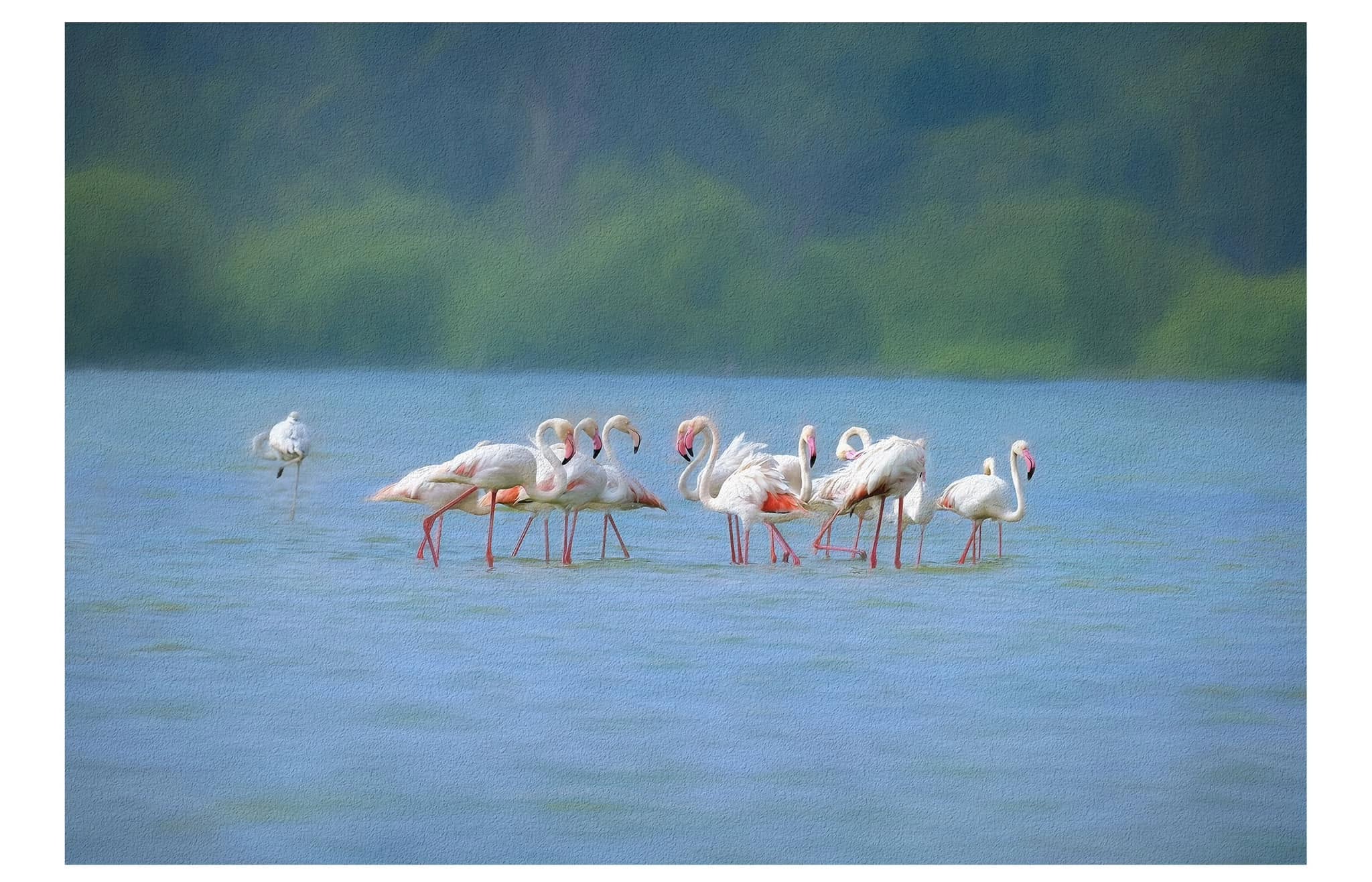 Flamingos gather during the Baluchistan dust Storm in Navi Mumbai