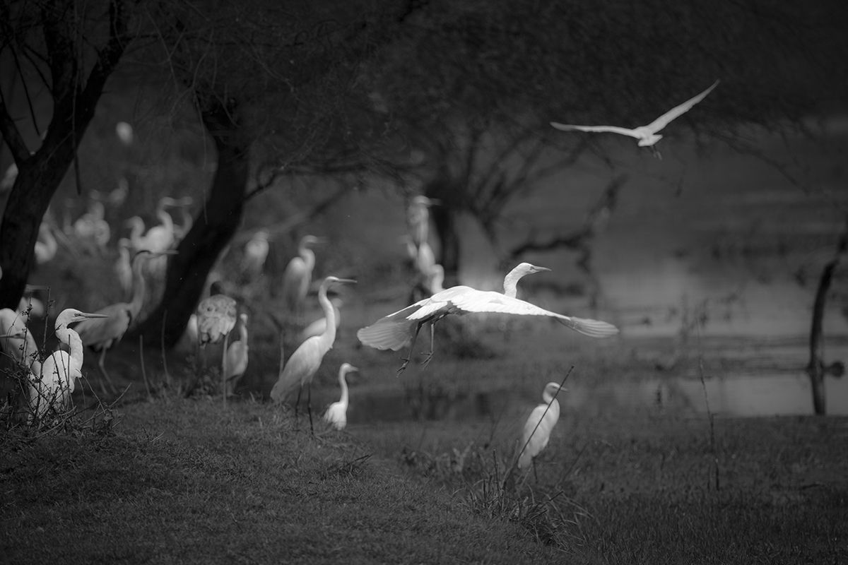 med Mystical birds of Bharatpur Sree 3282