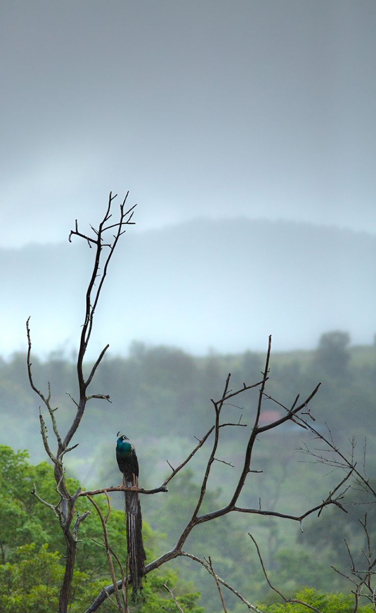 med The Indian ecosystem Sree 2 7538Peacock