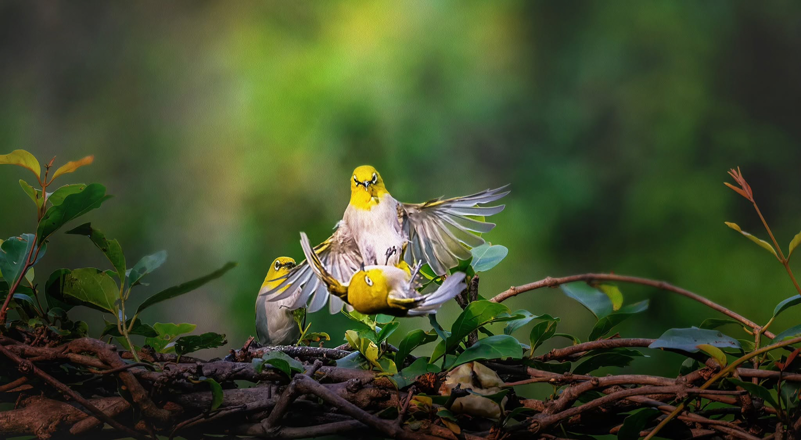 whiteeye