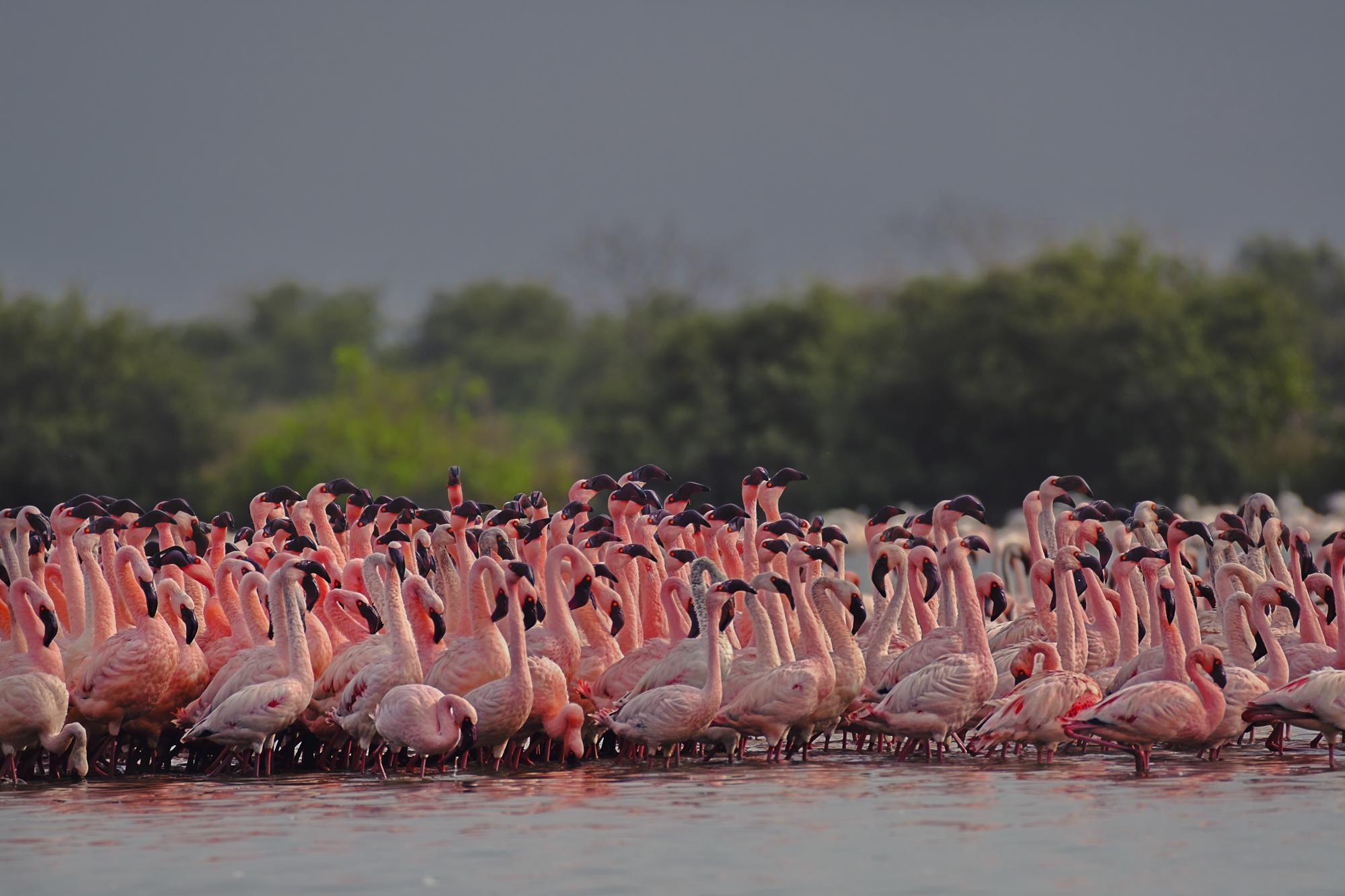 Flamboyance