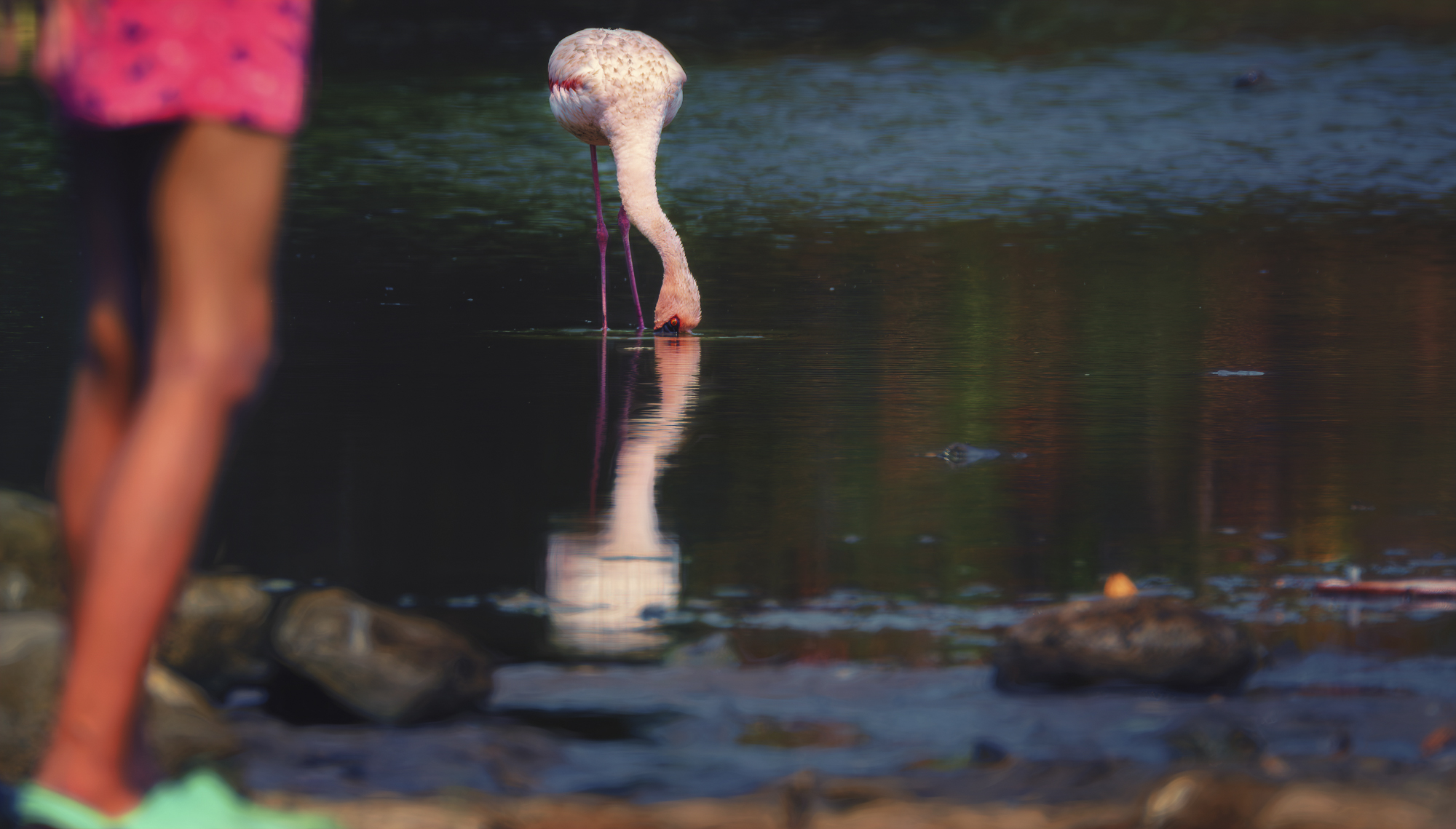 Krs00456 Reflections